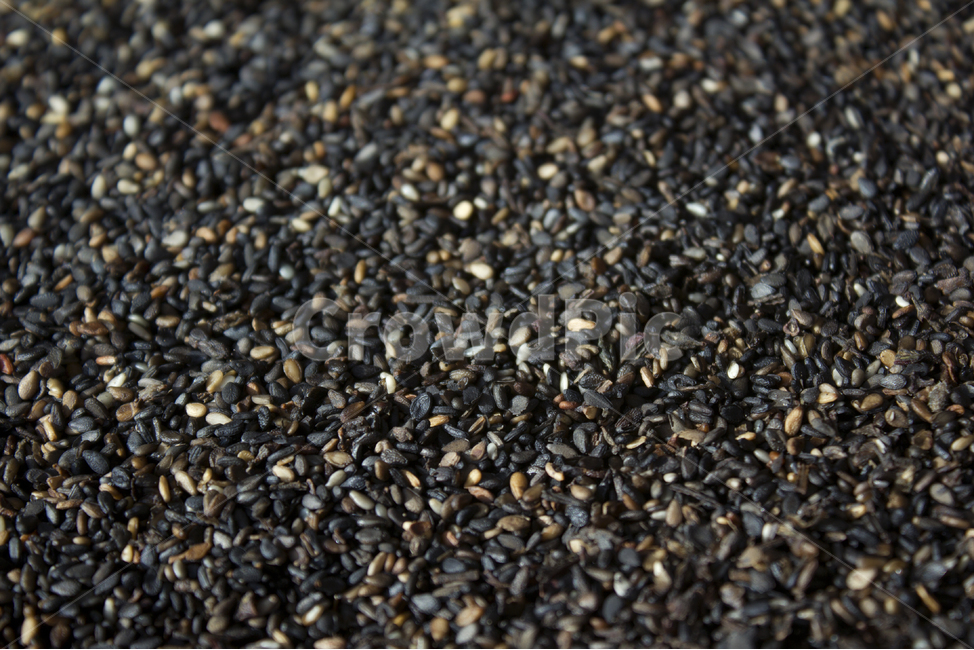 brown,closeup,dry,dummy,food,gold,grain,macro,meal,natural,nature,organic,plant,seed,seeds,sesame,sesameseed,sesameseeds,top,topangle,topview,yellow,깨,참깨,곡식,곡류,음식,음식재료,식재료,식물,씨앗,씨,갈색,브라운,말린,말리는,건조,자연,클로즈업,탑앵글,탑뷰,깨소금,농작물,농촌,농사,곡류,곡식,cereals