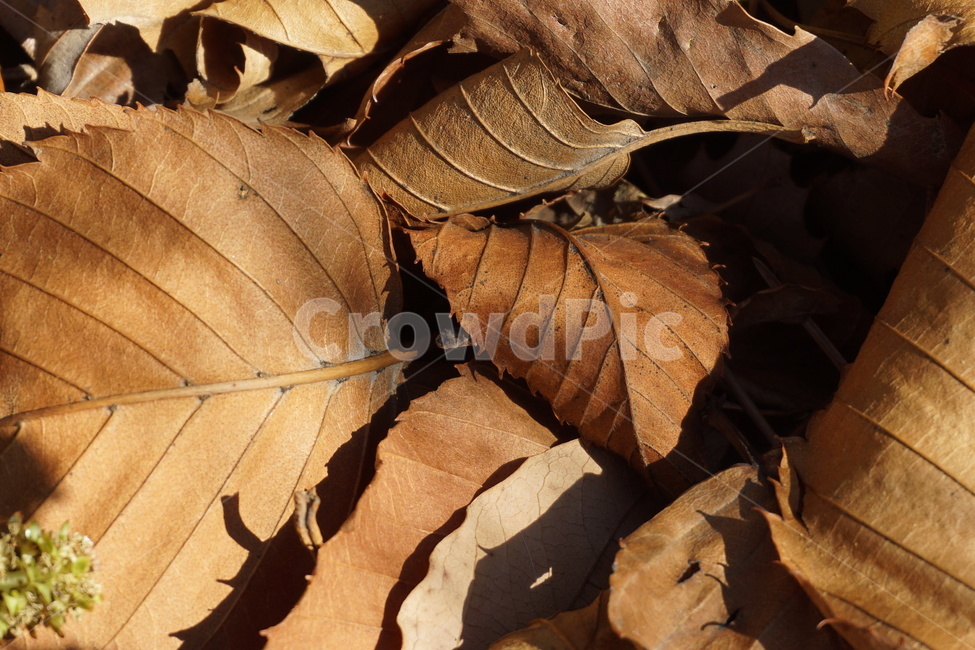 낙엽,밤색,갈색,겨울,가을,퇴색,나뭇잎,가을,계절,fall,autumn,season,leaf,잎,plant,식물,veins,정맥