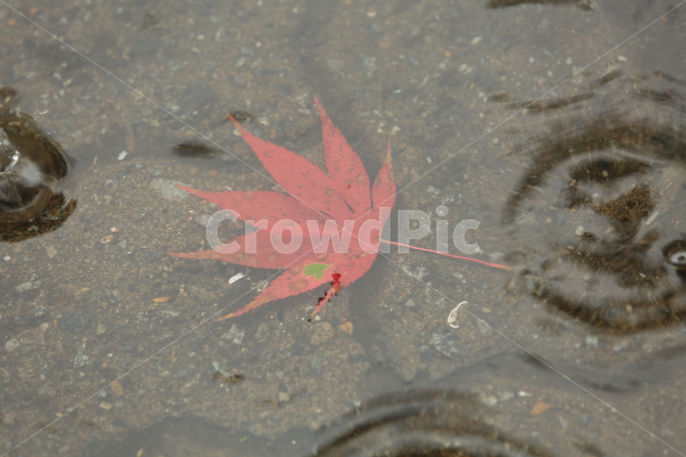 비,소경,풍경,비오는날,비오는소경,rain,식물,자연,plants,nature,비,비오는날,rain,rainy