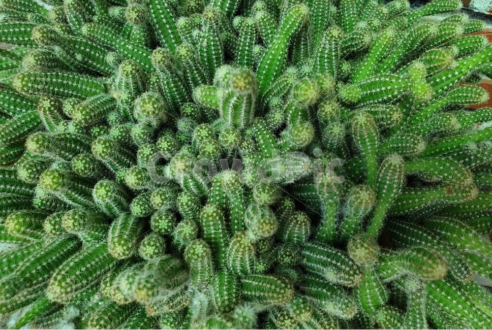 선인장,식물,가시,cactus,plants,nature,다육이,자연