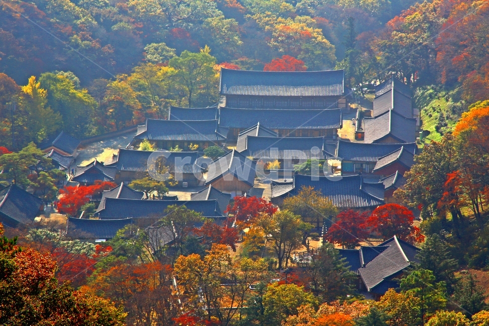 architecture,건축물,building,건물,shrine,신사,outdoors,옥외,scenery,풍경,nature,자연,landscape,경치,나무,plant,식물,leaf,잎,tree,maple,단풍,장성,백양사,백양사가을,가을,계절,추색,만추,백양사전경,가을,계절,fall,autumn,season