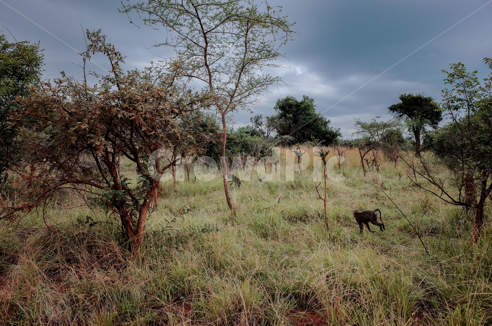 아프리카,르완다,사파리,아카제라국립공원,akageranationalpark,rwanda,africa,야생동물,자연,풍경,nature,landscape,해외,외국,세계,foreign,oversea,world,세계자연풍경,해외자연풍경,외국자연풍경,world nature landscape,동물,animal,포유류,mammal,field,들,savanna,대초원,outdoors,옥외,grassland,목초지
