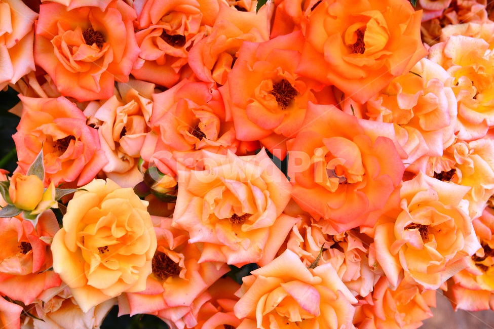 장미,장미꽃,로즈,꽃,아름다움,예쁜,플라워,데코레이션,꽃송이,꽃잎,feeling,rose,flowers,5월,계절의여왕,가시,가든,정원,앞뜰,장미원,장미축제,BEAUTIFUL,plant,garden,핑크색장미,분홍장미,pink,꽃밭,수많은,주황색장미,클로즈업,접사,마크로,macro,꽃다발,장미다발,식물,자연,plants,nature,꽃,flower,색깔,색상,색채,색감,color sense,color sensitivity,feeling of color