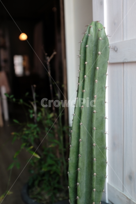 선인장,식물,빈티지,카페,선인장가시,식물,자연,plants,nature