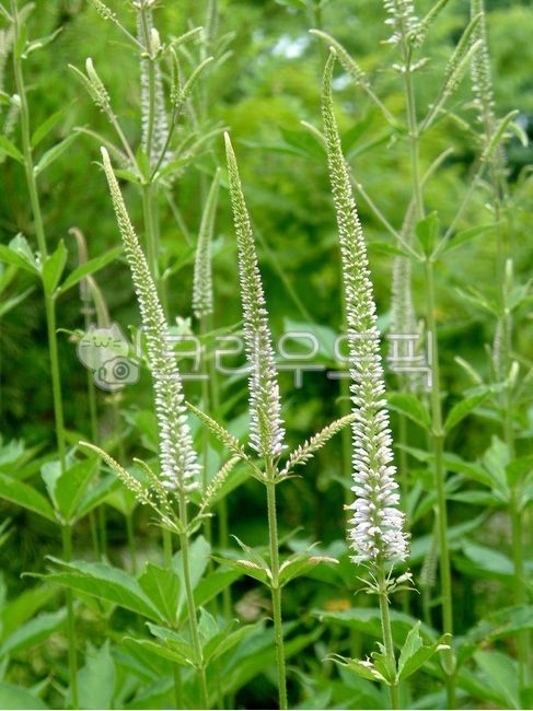 냉초,현삼과,냉초속,sibiricum,자연,nature,야외,outdoors,plant,식물,flower,꽃,blossom,잎,leaf