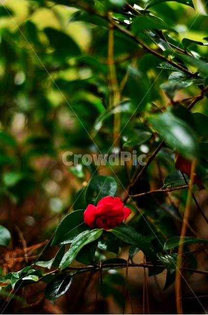 꽃,자연,아웃포커싱,초록색,빨간색,식물,자연,plants,nature,꽃,flower