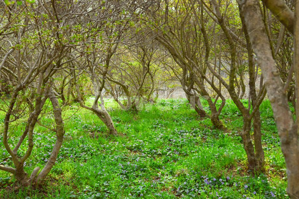 초록,공원,숲,나뭇잎,나무,꽃,가지,푸릇,풀,자연,따뜻한,자연,풍경,nature,landscape,plant,식물,tree,outdoors,옥외,field,들,grassland,목초지