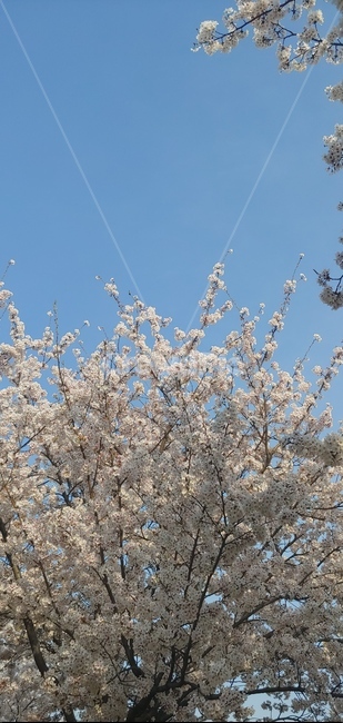 봄,벚꽃,벚꽃거리,벚꽃폰배경,벚꽃나무