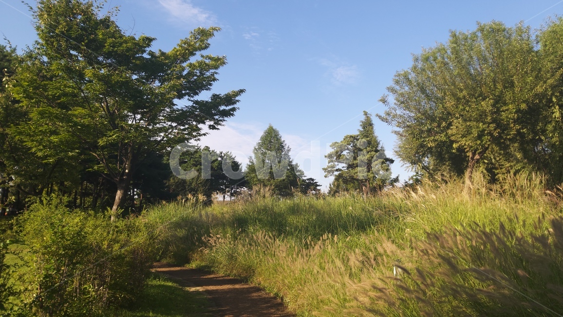 억새,억새풀,수풀,나무,자연,계절,하늘,silvergrass,forest,trees,nature,season,sky,자연,풍경,nature,landscape,나무,trees,wood,tree,plant,식물,fir,전나무