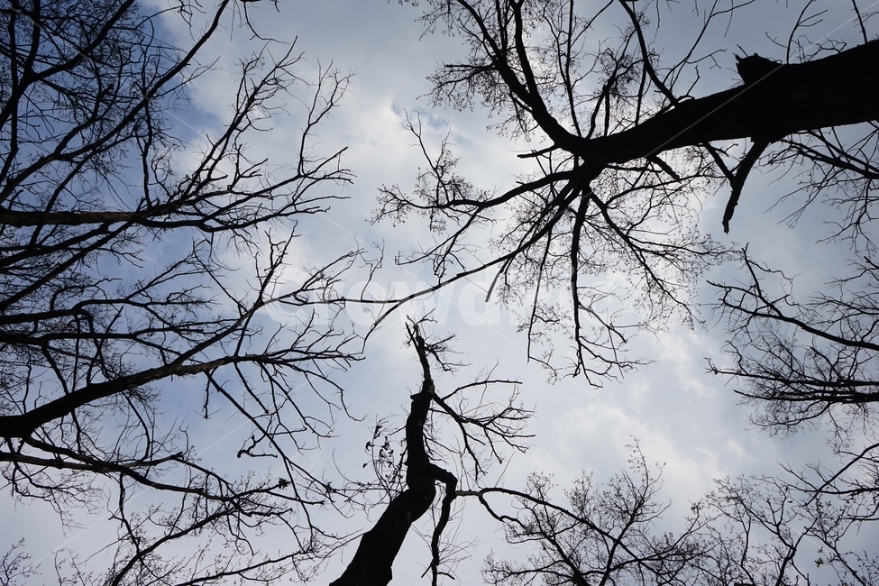 나무,나뭇잎,우울,외로움,하늘,구름,자연,tree,leaves,alone,lonely,sky,nature,실루엣,silhouette,loneliness,lonesomeness,가지,branch,자연,풍경,nature,landscape,나무,trees,wood,plant,식물,tree trunk,나무 줄기