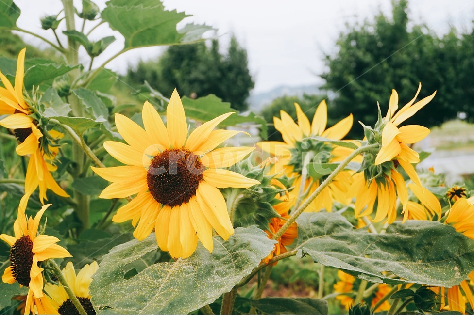 해바라기,해바라기마을,꽃,자연,하늘,날씨,함안,함안둑방길,식물,자연,plants,nature,꽃,flower,감성,sensible,feeling