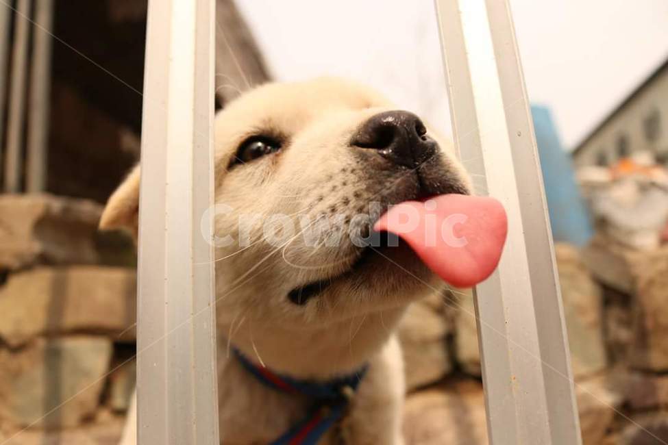 혀,강아지,핥기,동물,개,동물,animal,포유류,mammal,개,강아지,dog,doggy