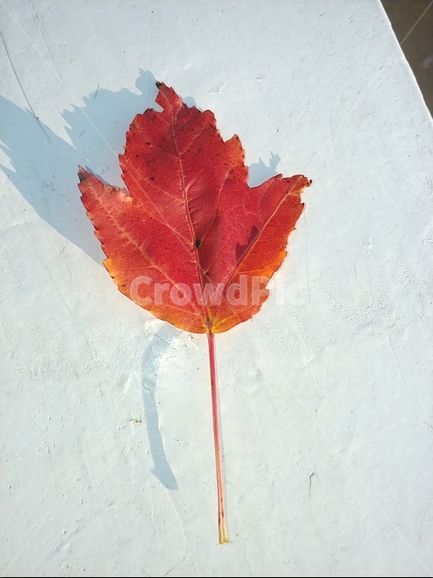 가을,단풍,나뭇잎,단풍잎,낙엽,잎,leaf,식물,나무,가을,계절,fall,autumn,season,plant,tree