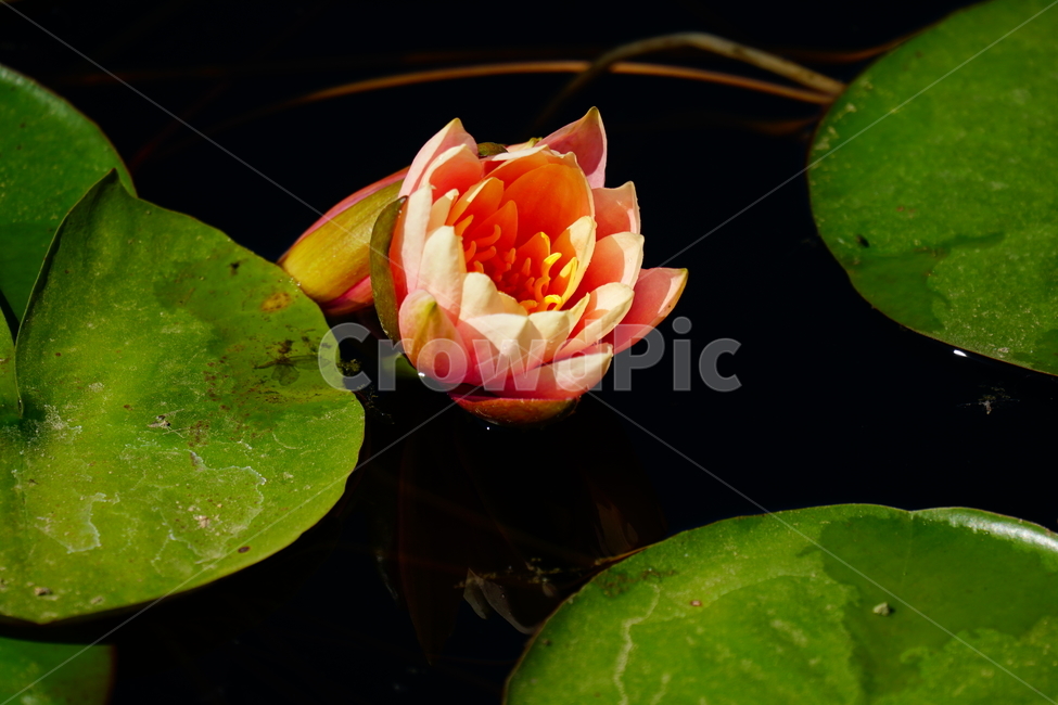 수련,연꽃,여름꽃,플라워,flower,lotus,waterlily,pondlìly,식물,자연,plant,nature,연못,연잎,연꽃잎,꽃,수생식물,pond,수중식물,여름,summer