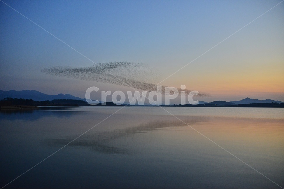 nature,자연,outdoors,옥외,water,물,animal,동물,flock,대군,고창,동림지,가창오리,가창오리군무,군무,자연,풍경,nature,landscape