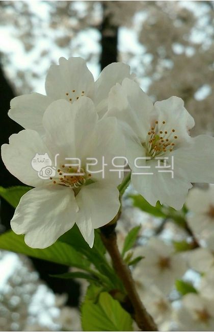 벚꽃,꽃,벚꽃나무,식물,flower