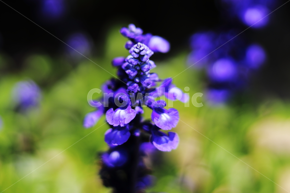 꽃,자연,식물,여름꽃,flower