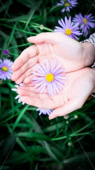 꽃,자연,손,감성,풍경,식물,자연,plants,nature,꽃,flower,사람,인물,인간,human,person,신체일부,몸,body,연출,컨셉,콘셉,direction,concept