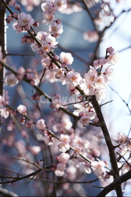 blossom,꽃,cherryblossom,벚꽃,flower,plant,초점흐림,focusblur,spring,봄날,아름다운,beautiful