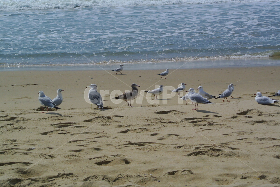 바다,갈매기,해변,백사장,광안리