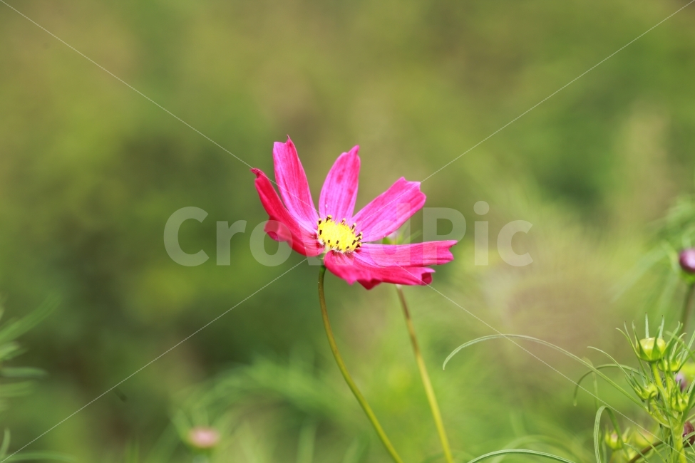 충북,진천,코스모스,접사,출사,가을,계절,fall,autumn,season,식물,자연,plants,nature,꽃,flower,plant,petal,꽃잎,blossom,anther,꽃밥