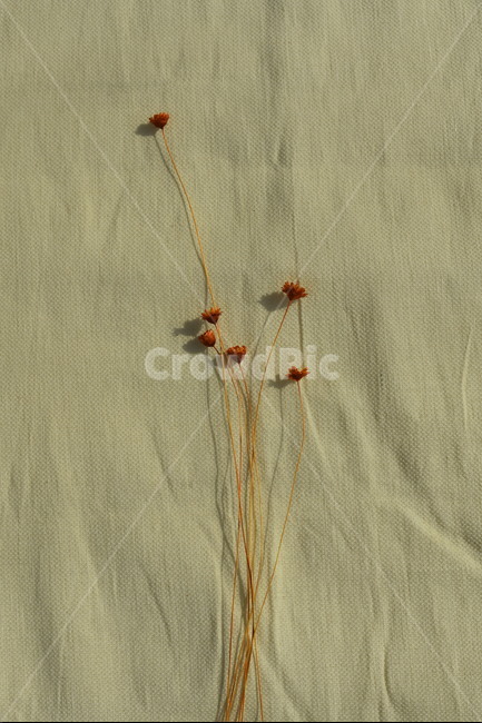 pattern,무늬,embroidery,자수,드라이플라워,꽃,마른꽃,texture,배경,천,질감,가을,감성사진,스타플라워,프리저브드플라워