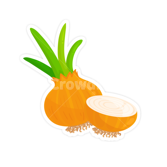 plant,식물,양파,채소,야채,음식,식재료,요리,food,cook,meal,dishes,food reserves,그래픽,일러스트레이션,graphic,illustration