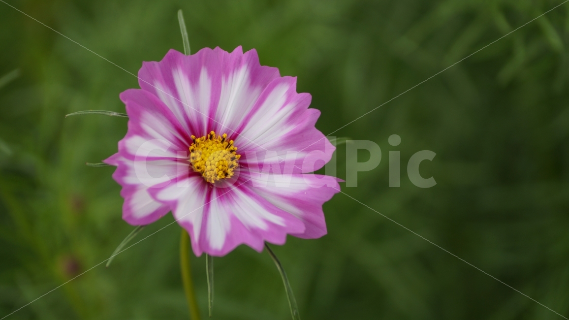 꽃,꽃사진,코스모스,가을,식물,가을,계절,fall,autumn,season,식물,자연,plants,nature,꽃,flower,plant