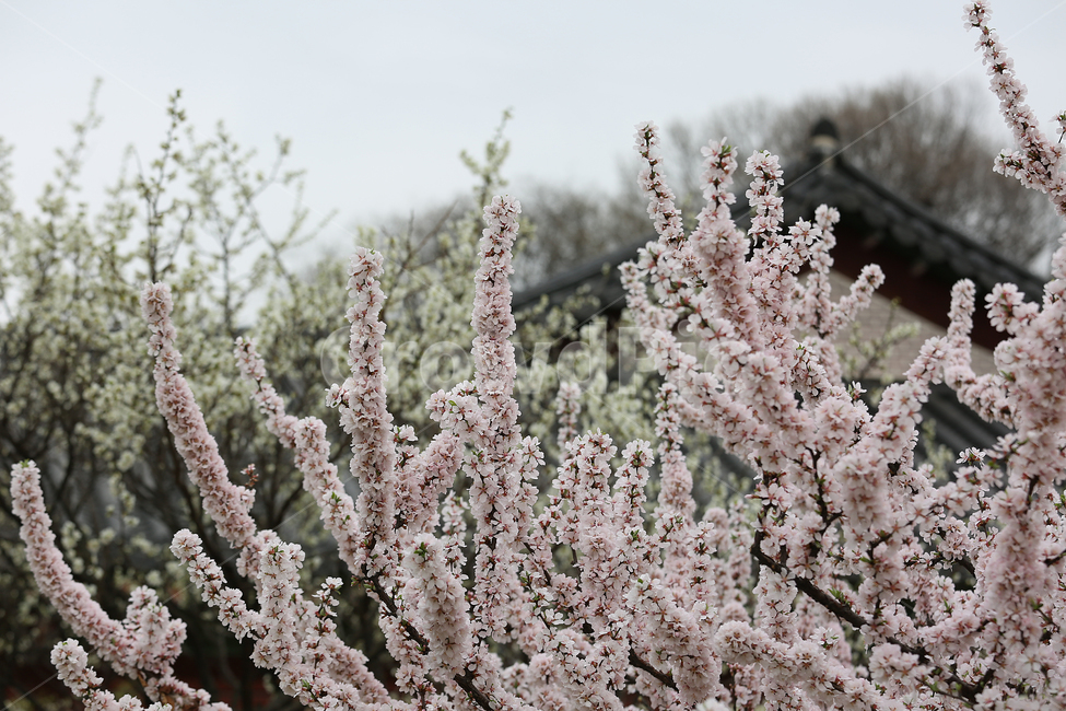 봄,꽃,flower,spring,지붕,roof,봄,계절,spring,season,식물,자연,plants,nature,꽃,flower,plant,blossom,cherry blossom,벚꽃