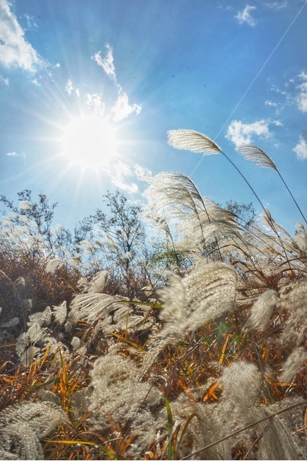 갈대,plant,식물,억새,가을,하늘,fall,autumn,maple,가을,계절,fall,autumn,season,grass,잔디,lawn,reed