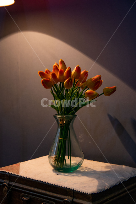 스탠드,꽃,꽃병,분위기,조명,실내용화초,화분,화초,house plant