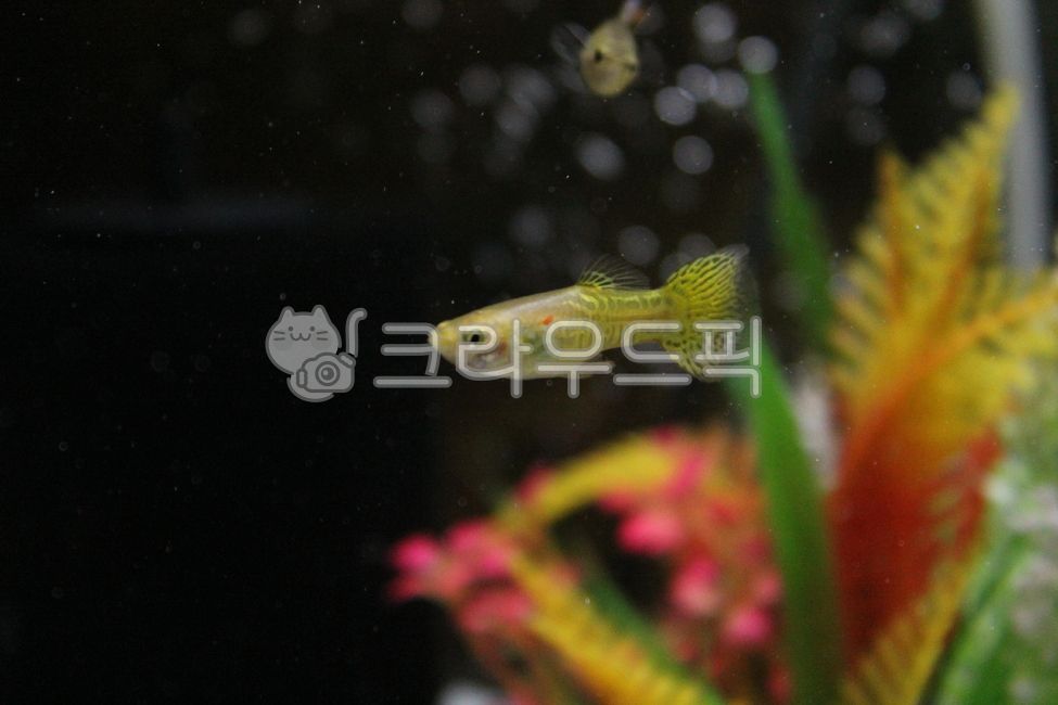 tropical fish,goofy,fish,tropicalfish,guppy,tropical fish guppy