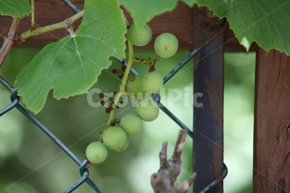 포도,열매,과일,grape,포도나무