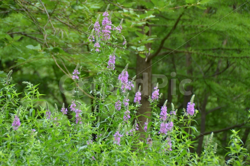 purple,수풀,행복,Happiness,연애,식물,자연,plants,nature,꽃,flower