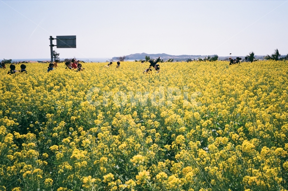 유채꽃,꽃,노란꽃,봄,자연,봄,계절,spring,season,자연,풍경,nature,landscape,한국자연풍경,한국자연경관,korea nature landscape,field,들,grassland,목초지,outdoors,옥외