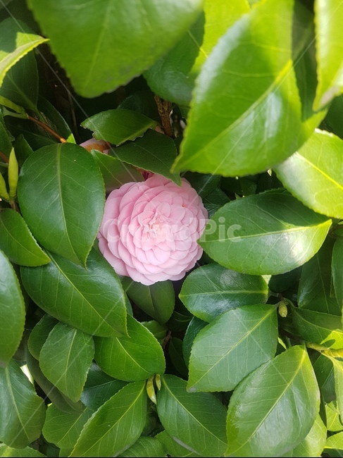 동백꽃,자연,flower,pink,봄