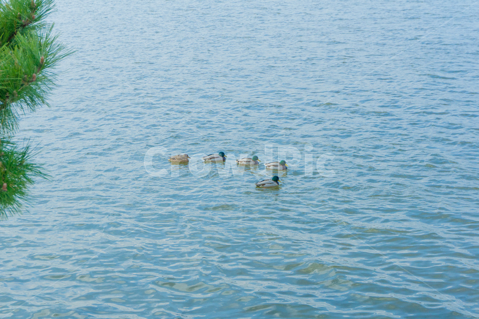 오리,duck,water,lake,sea,동물,animal,조류,새,birds