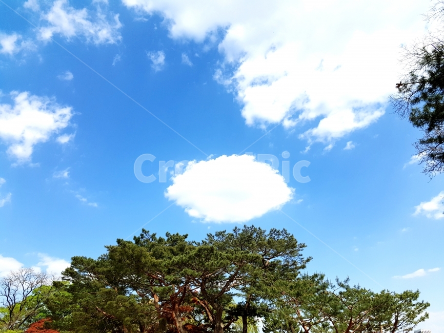 구름,나무,사진,소나무,풍경,자연,풍경사진,자연사진,자연,풍경,nature,landscape,식물,plants,나무,trees,wood,outdoors,옥외