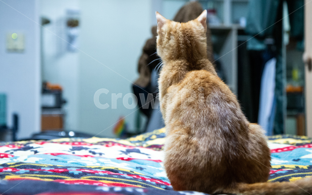 고양이,고양이뒷모습,코리안숏헤어,코숏,치즈태비,동물,animal,포유류,mammal,고양이,cat,kitten,kitty