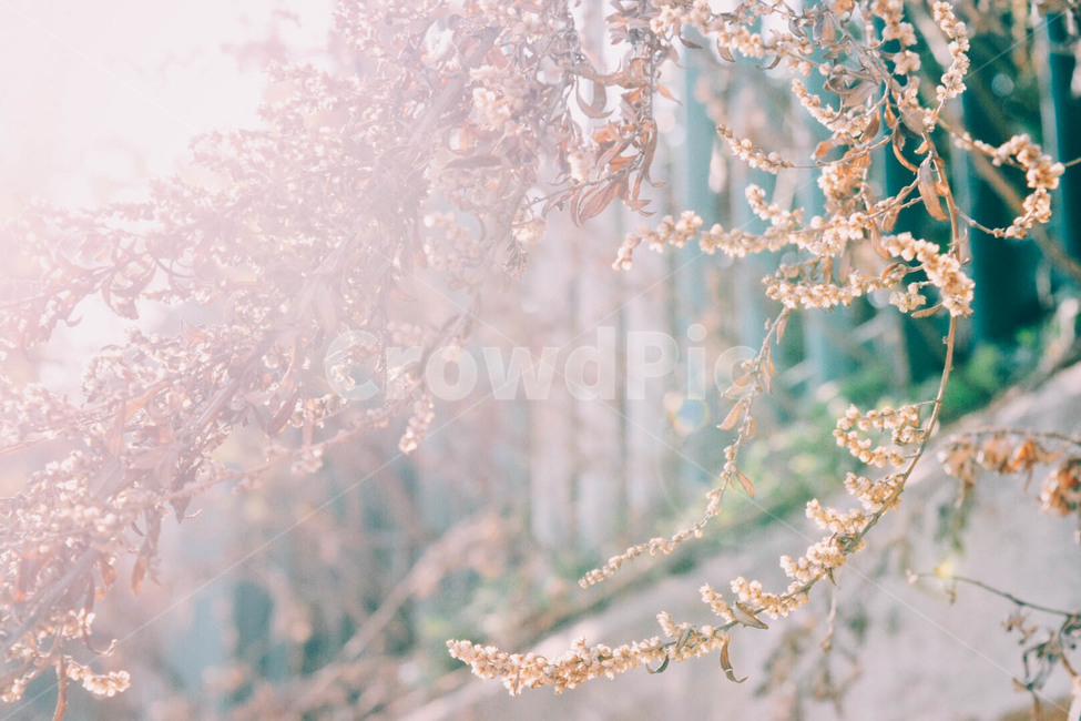 몽환,빛,자연,풍경,아름다운,나무,가을,오후,햇빛,따뜻한,warm,cozy,beautiful,nature,가을,계절,fall,autumn,season,식물,자연,plants,nature,감성,sensible,feeling,휴식,힐링,rest,relaxation,healing,plant