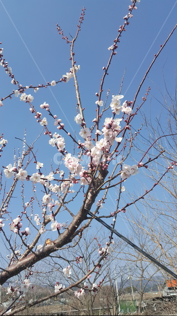 식물,꽃,나무,매화,나무가지,매실나무,plant,japaneseapricottree,plum,japaneseapricot,flower,blossom,tree,japaneseapricotflower,japaneseapricotblossom,umeflower,ume,umeblossom