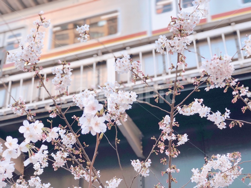 봄,꽃,벚꽃,일본,자연