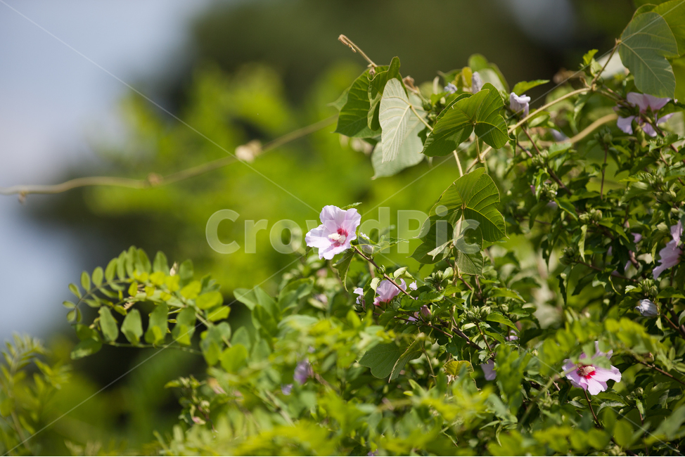 무궁화,무궁화꽃,국화,우리나라꽃,들꽃,여름꽃,봄꽃,식물,자연,plants,nature,꽃,flower