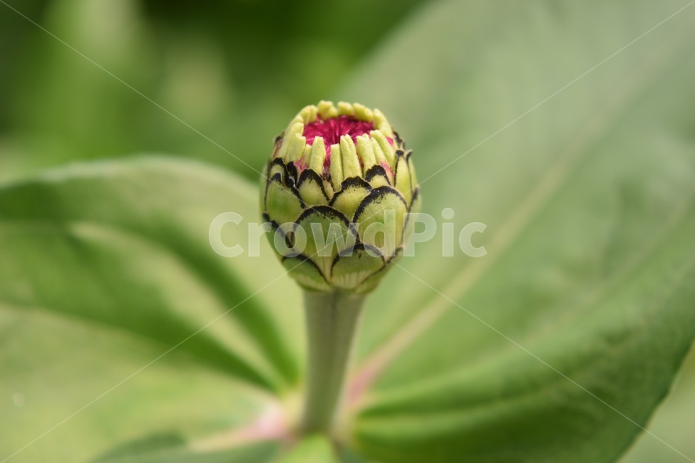 꽃,꽃송이,접사,식물,자연,식물,자연,plants,nature,꽃,flower