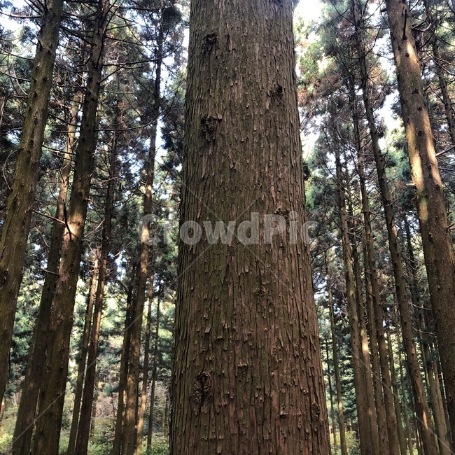 tree,나무,plant,식물,자연,식물,자연,plants,nature,나무,trees,wood