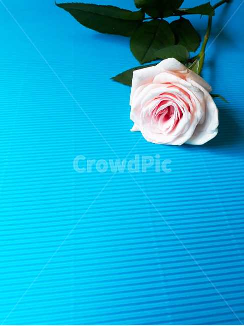 장미,분홍,배경,꽃,plant,rose,flower,blossom,background,파랑