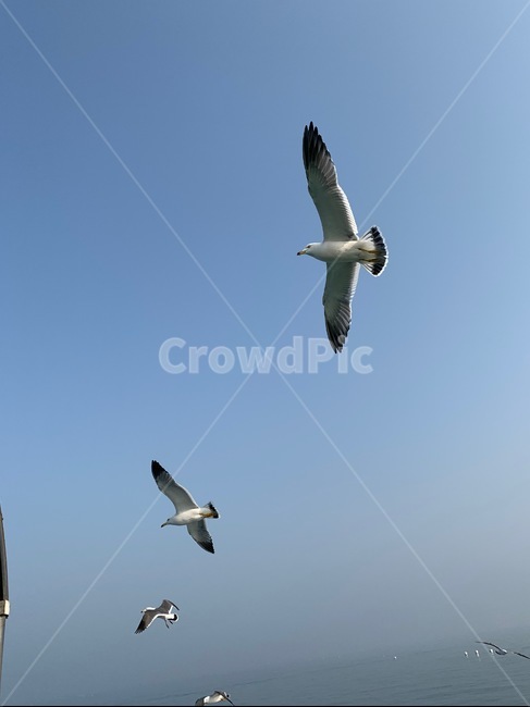 바다,갈매기,하늘,섬,배,동물,animal,조류,새,birds