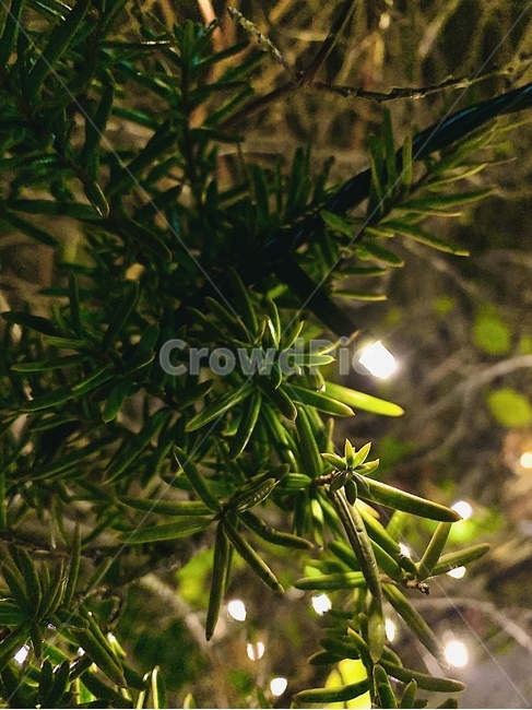 식물,나무,구과식물,빛,tree