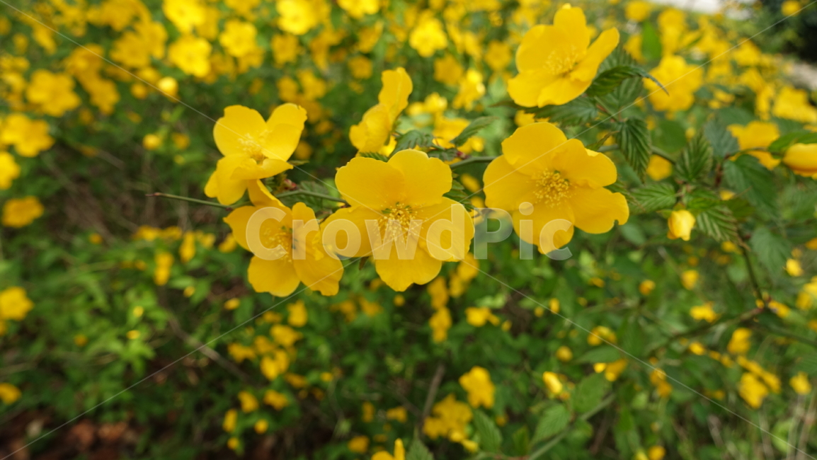 노란색,꽃,노란꽃,노란식물,자연,식물,자연,plants,nature,꽃,flower