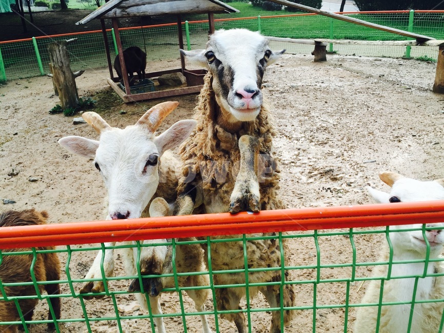 동물원,염소,앞발,동물,흰염소,동물,animal,포유류,mammal